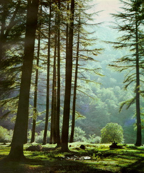 Bk-01.jpg (58987 bytes)