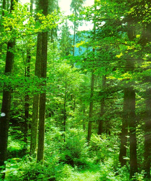 Bk-01.jpg (58987 bytes)